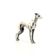 Italian Greyhound