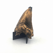 Shark Tooth