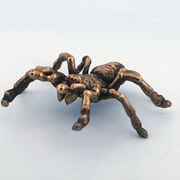 Tarantula