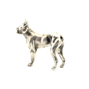Boston Terrier V2
