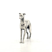 Italian Greyhound
