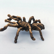 Tarantula