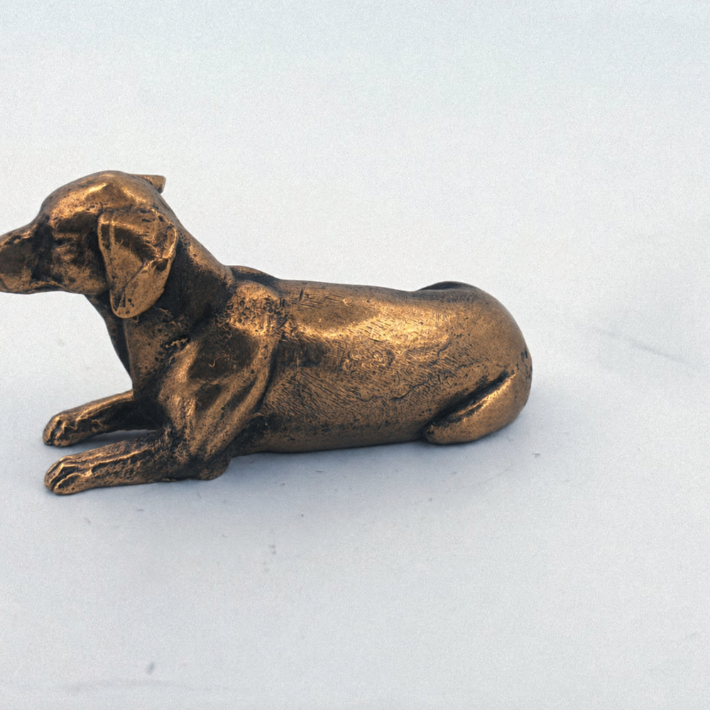 Dachshund
