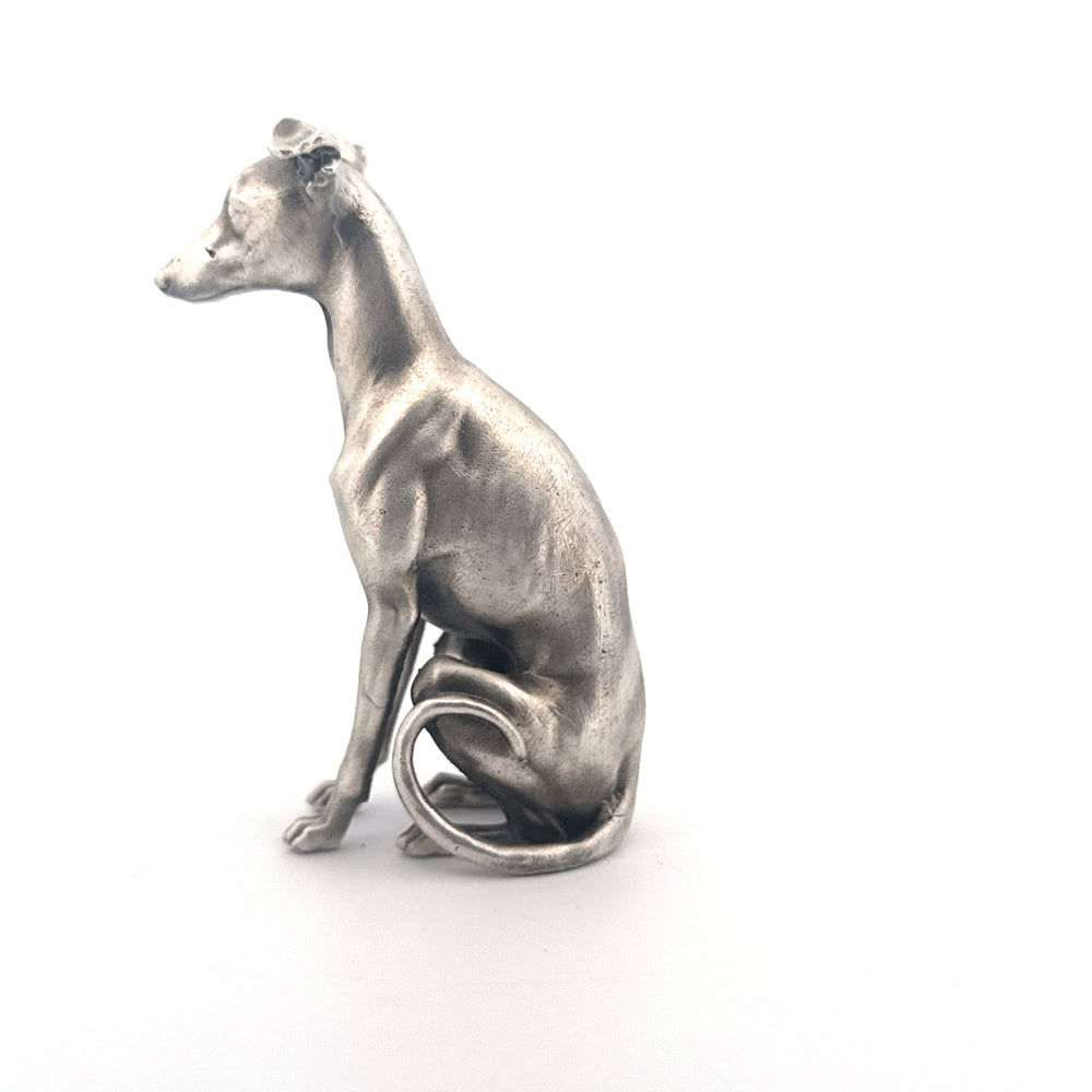 Whippet
