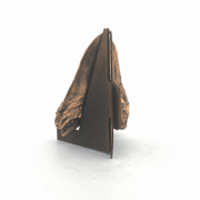 Shark Tooth