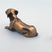 Dachshund