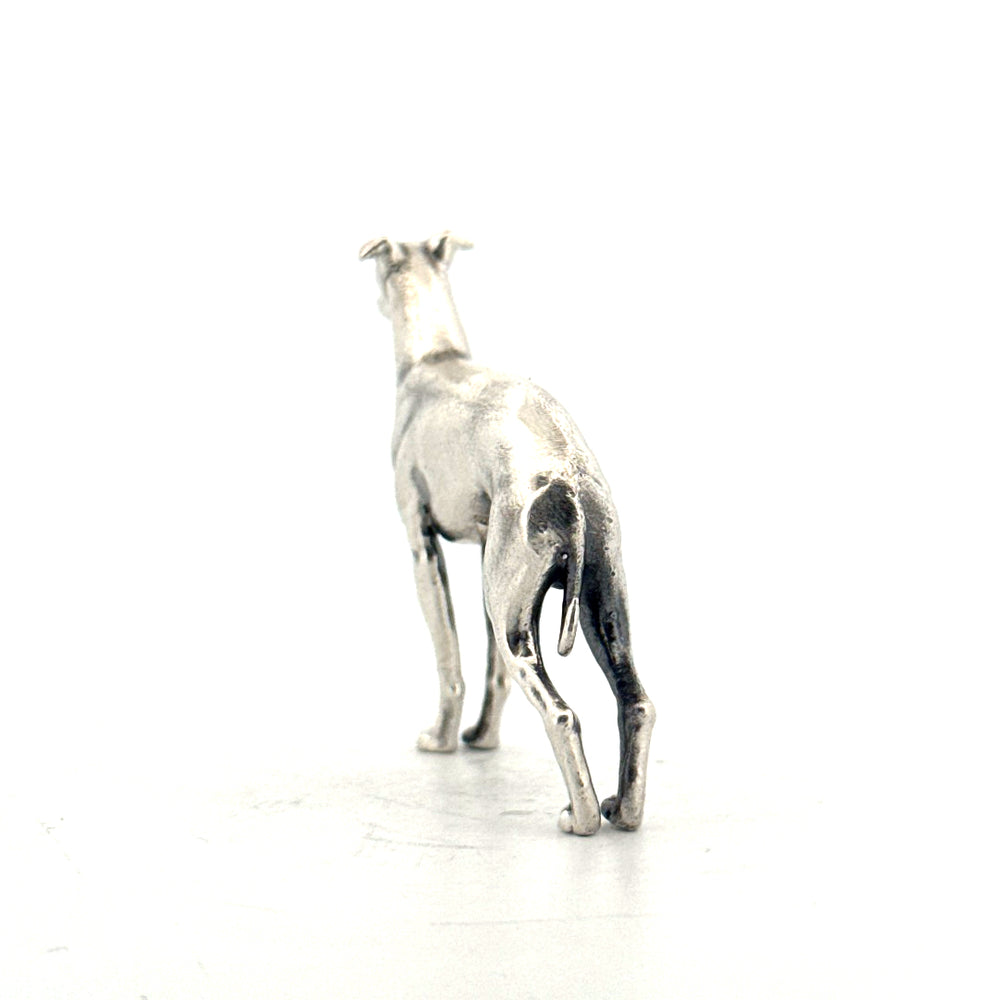 Italian Greyhound