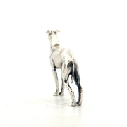 Italian Greyhound