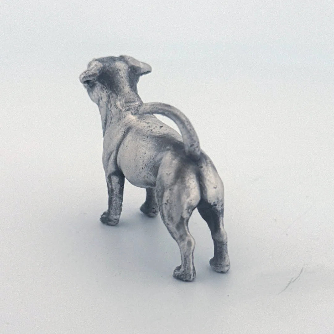 Jack Russell Terrier