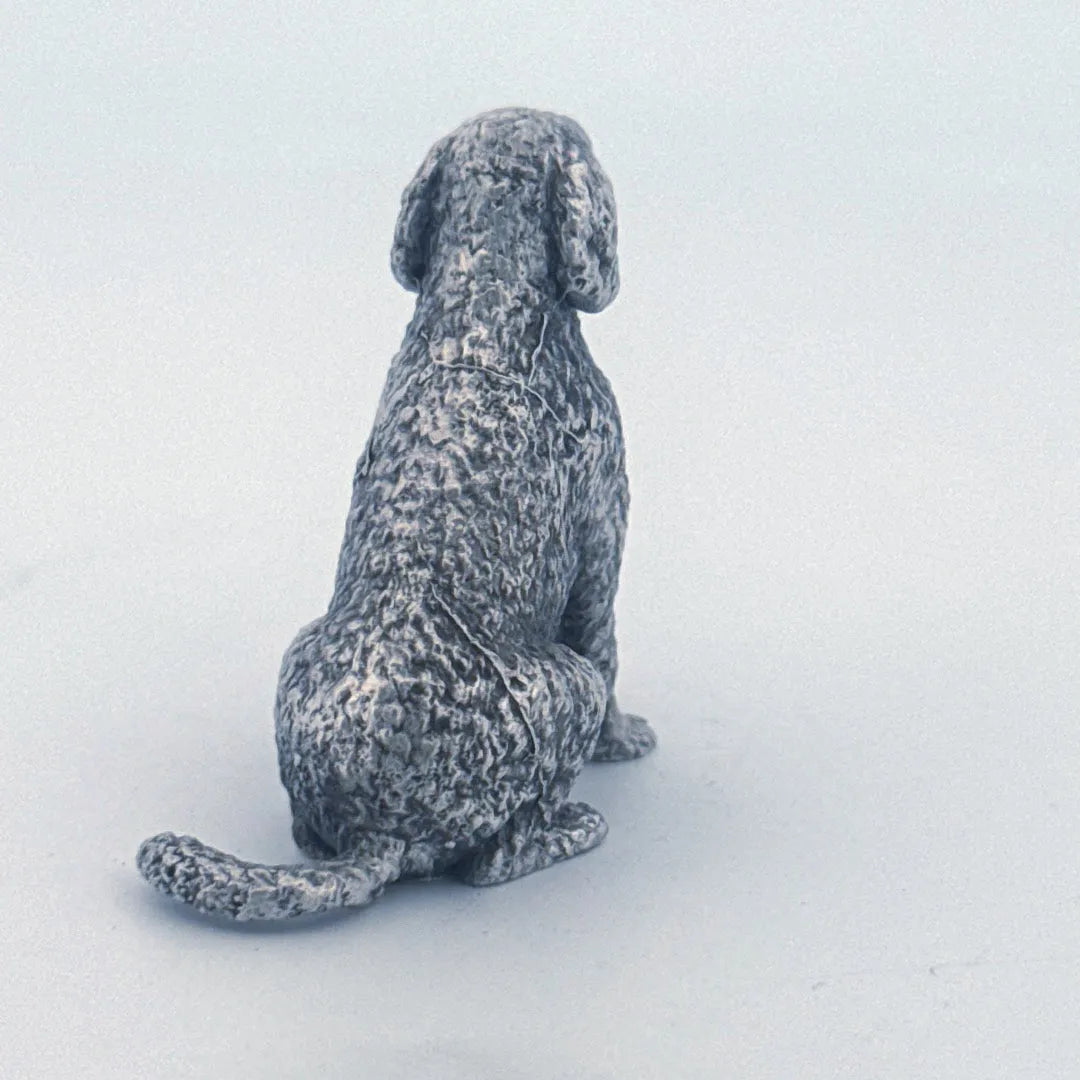 Labradoodle
