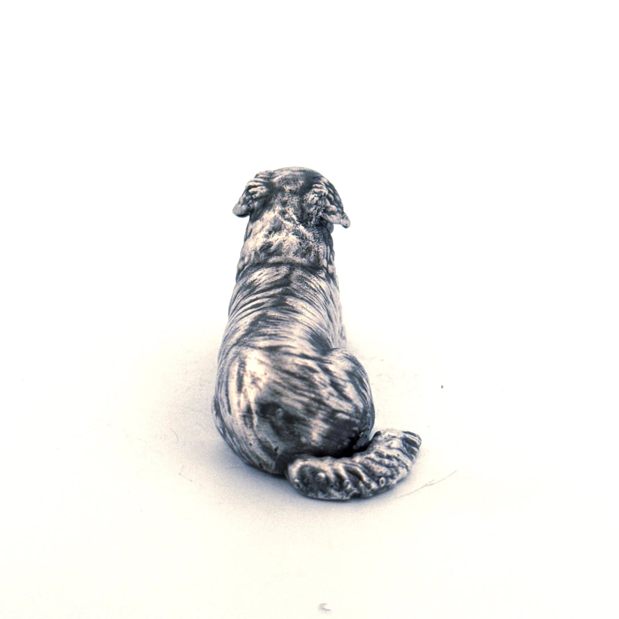 Australian Shepherd