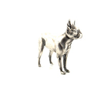 Boston Terrier V2