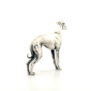 Italian Greyhound