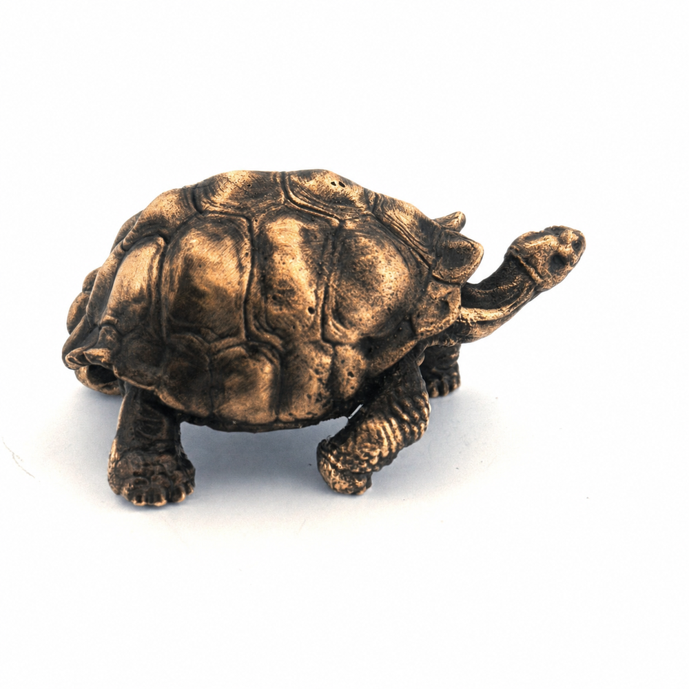 Galapagos Tortoise
