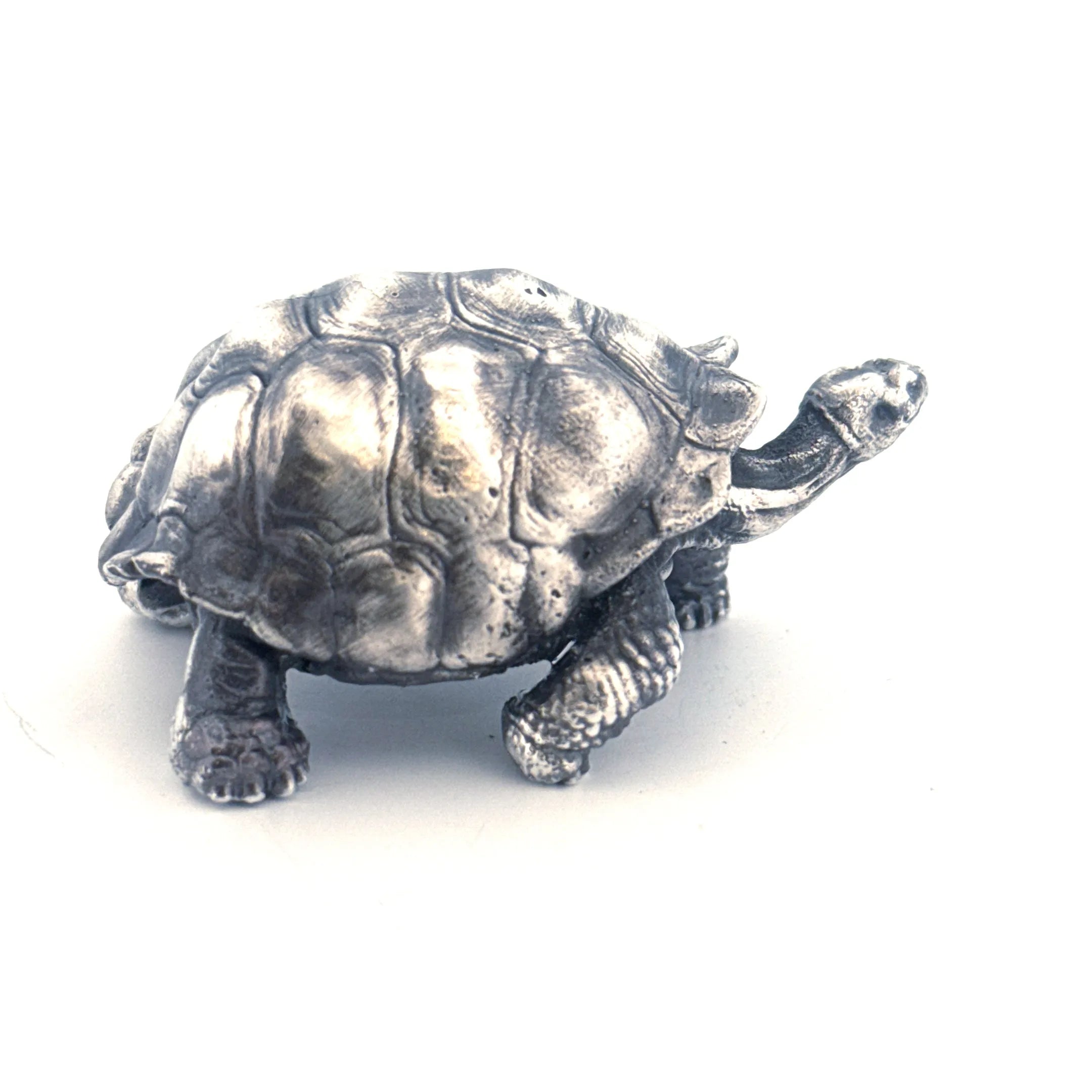 Galapagos Tortoise