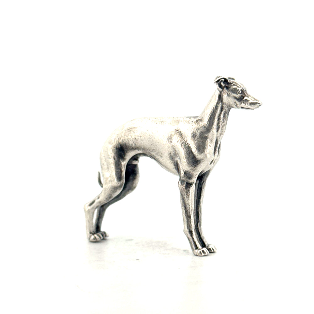 Italian Greyhound