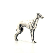 Italian Greyhound