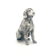 Labradoodle