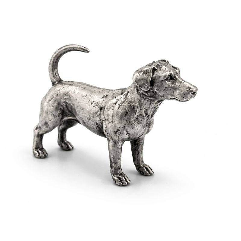 Jack Russell Terrier