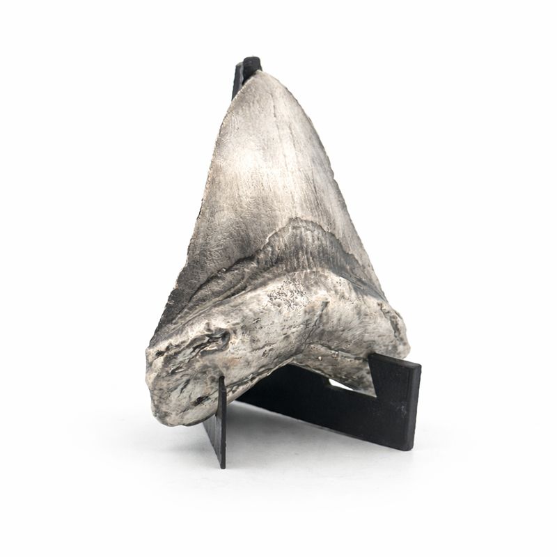 Shark Tooth