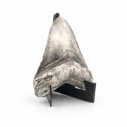 Shark Tooth