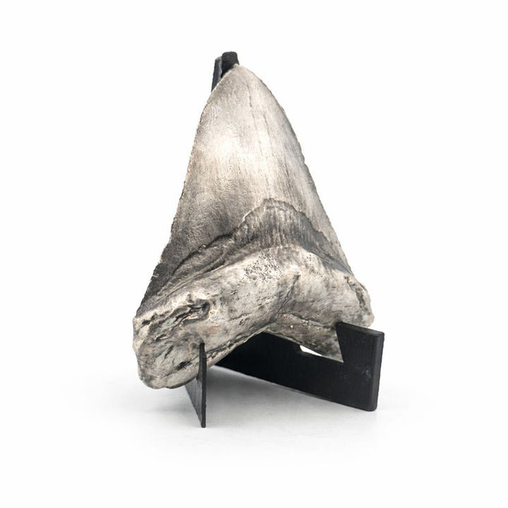 Shark Tooth