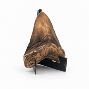 Shark Tooth