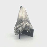 Shark Tooth
