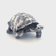 Galapagos Tortoise