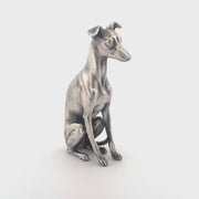 Whippet