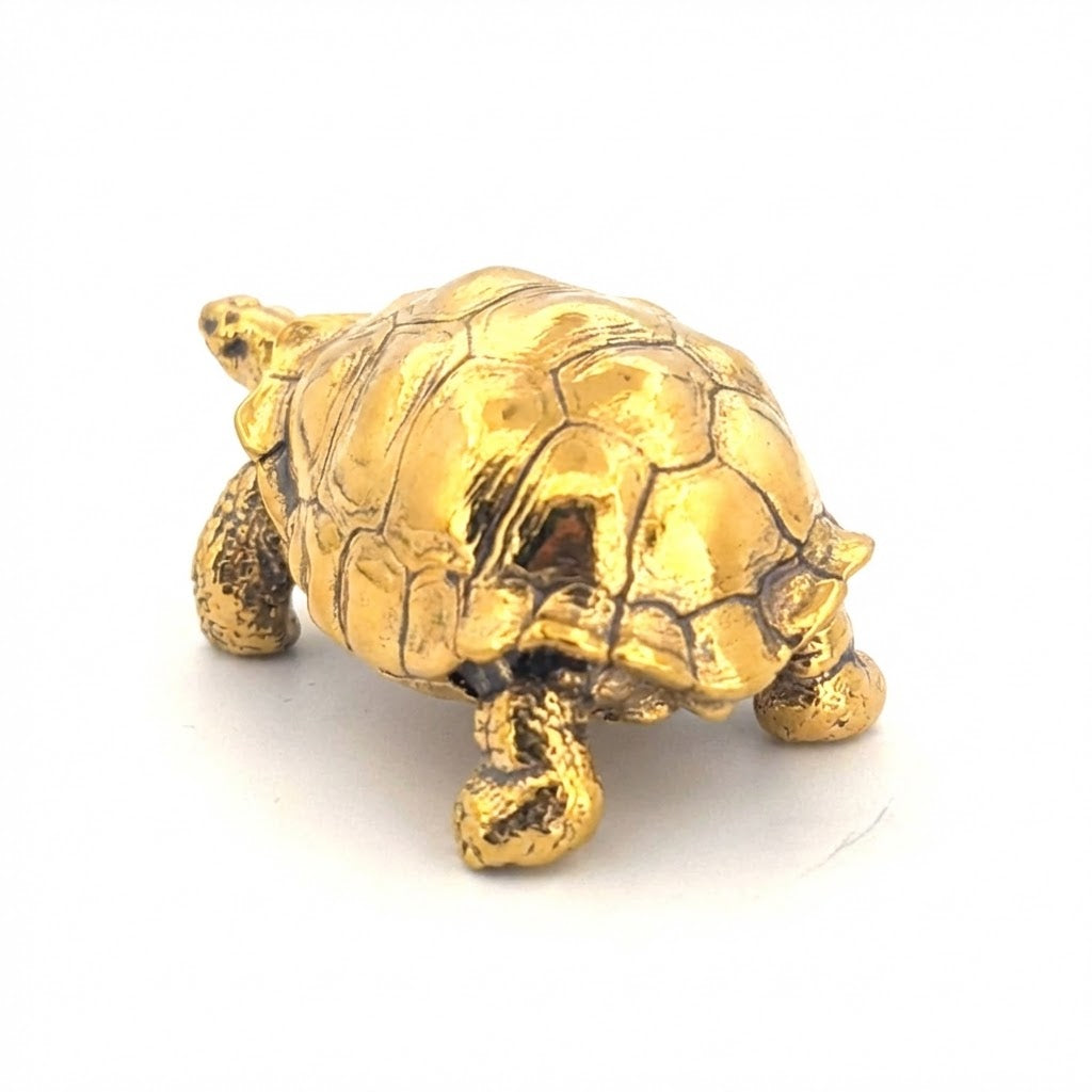 Galapagos Tortoise