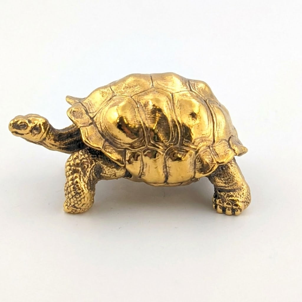 Galapagos Tortoise
