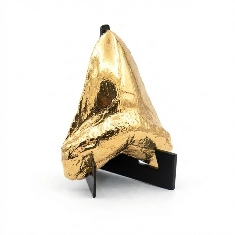 Shark Tooth