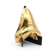Shark Tooth