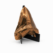 Shark Tooth